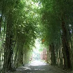 Pinea ケメル